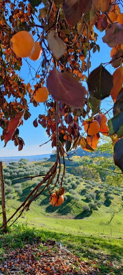 Terrazza San Vettore Camere Con Colazione, Relax In Collina Con Vista Sui Vigneti Docg Asolo Maser エクステリア 写真